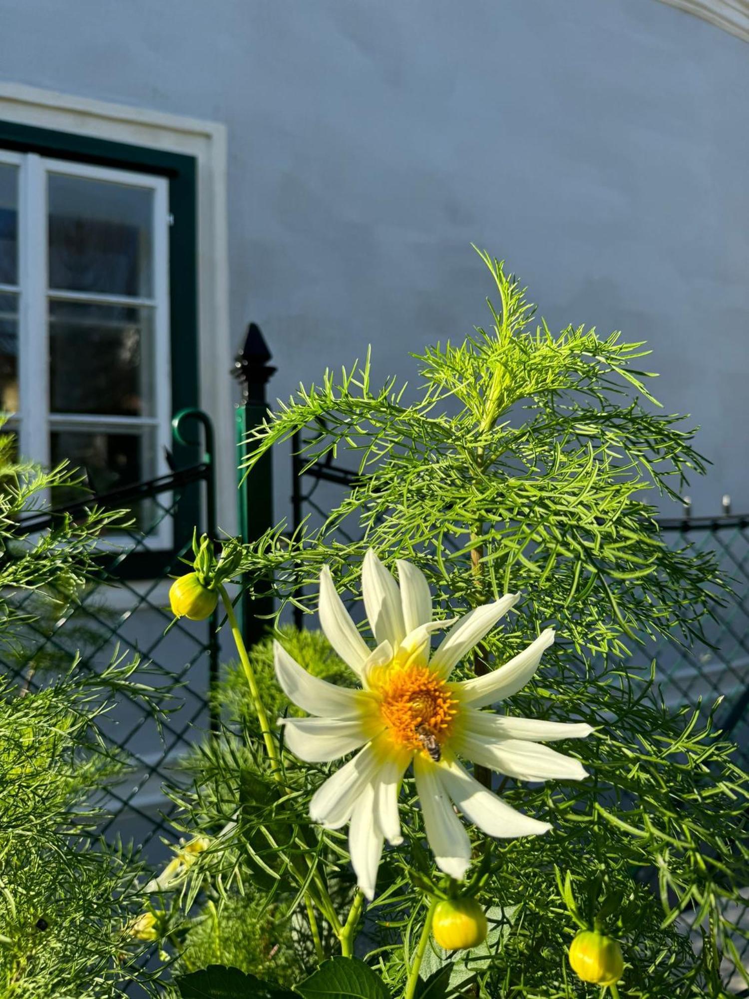 Podenhaus Bad Aussee Exterior foto